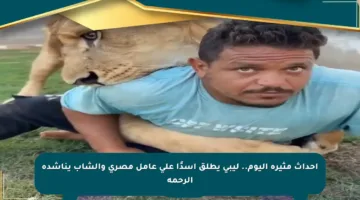 أحداث مثيرة اليوم.. ليبي يطلق أسدًا على عامل مصري والشاب يناشده الرحمة